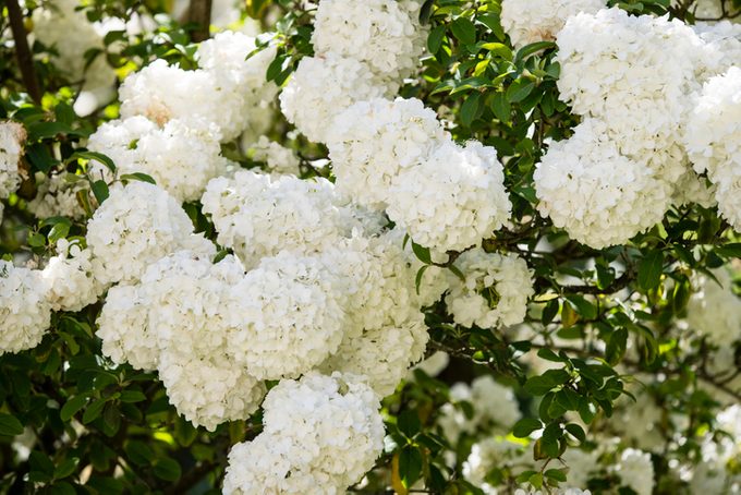 Flowers of Viburnum macrocephalum, Chinese snowball