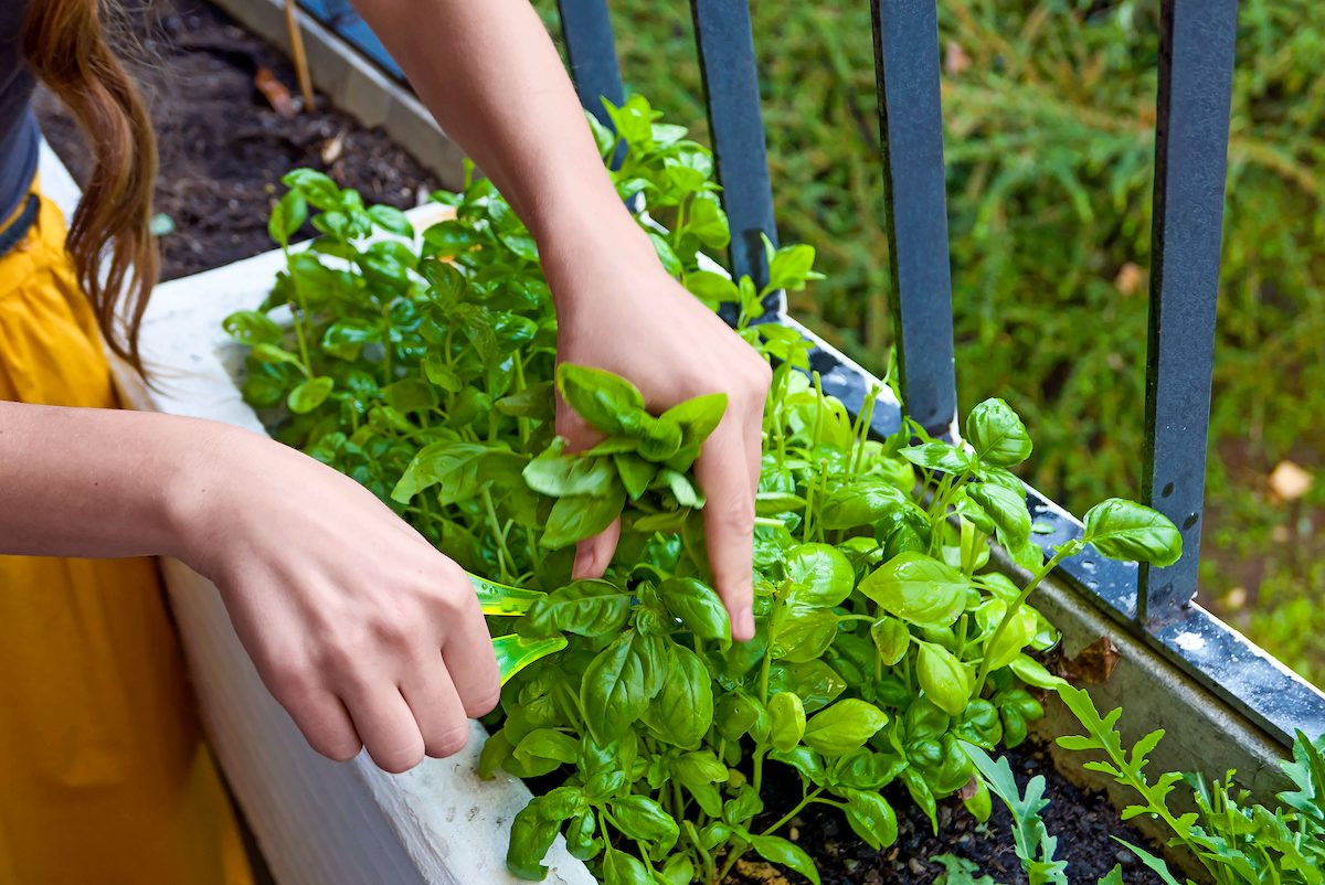 container garden for herbs