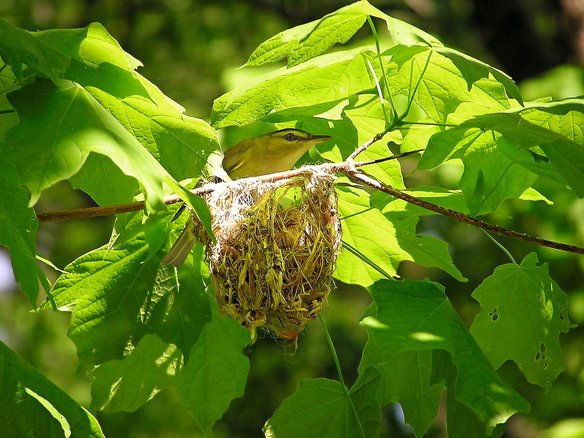 red-eyed vireo