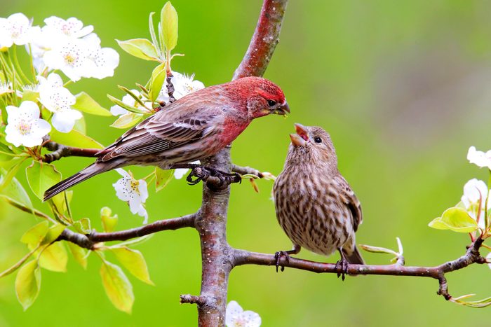 House Finch Feeding Mate