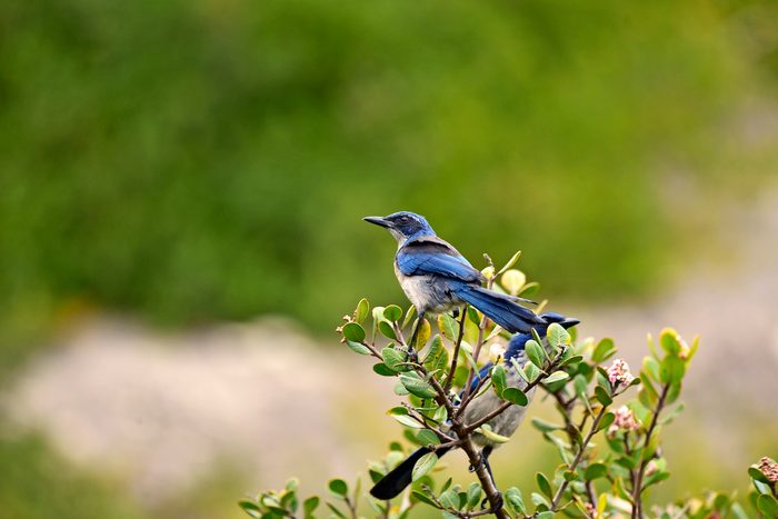 Island scrub-jay on Santa Cruz Island