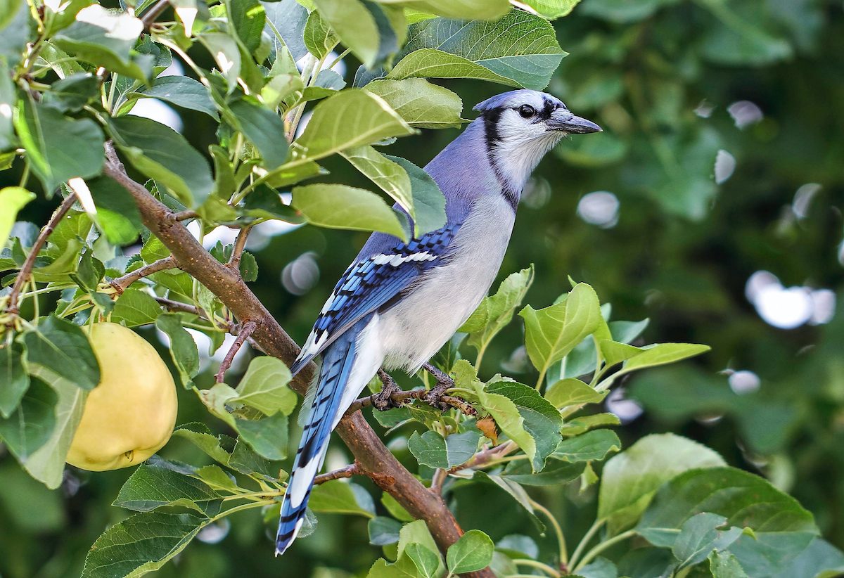 Johnpiznuirbluejay2