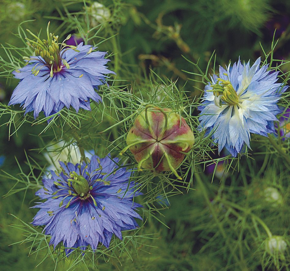 Loveinamist flowers with seed pods