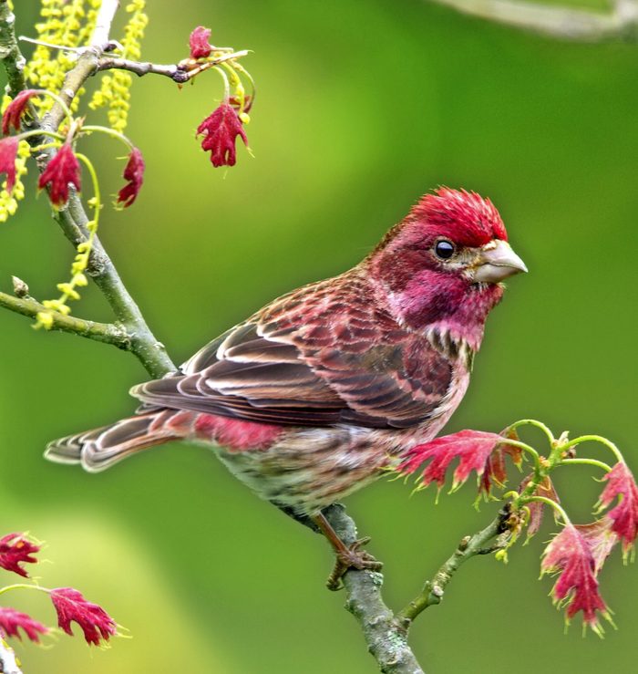 Male Purple Finch In Oak Tree