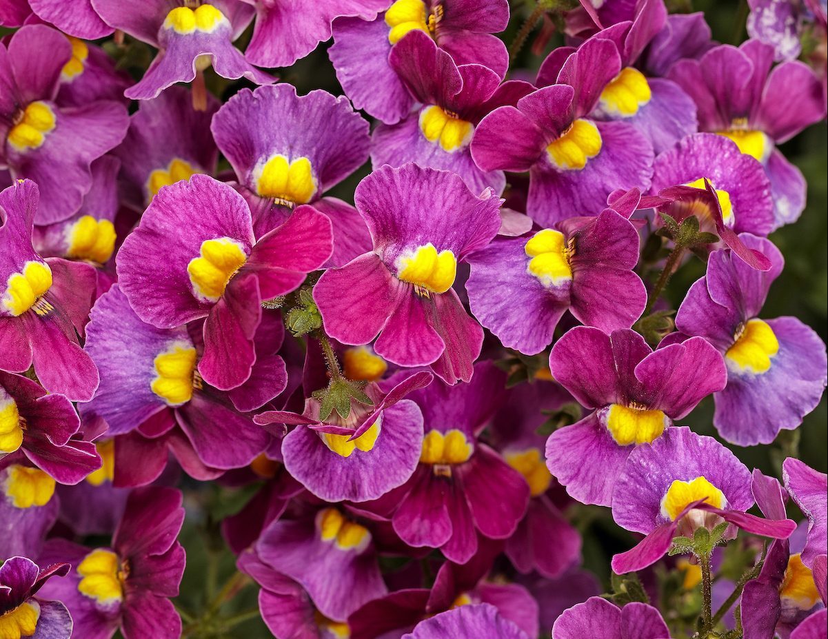 Pw Nemesia Aromance Mulberry Tag