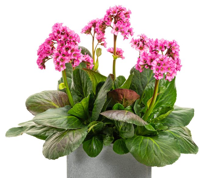 Pwbergenia Miss Piggy pigsqueak