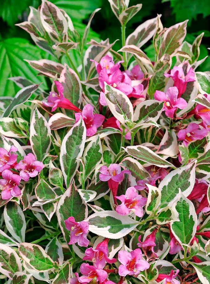 Pw weigela my monet 7444 0001