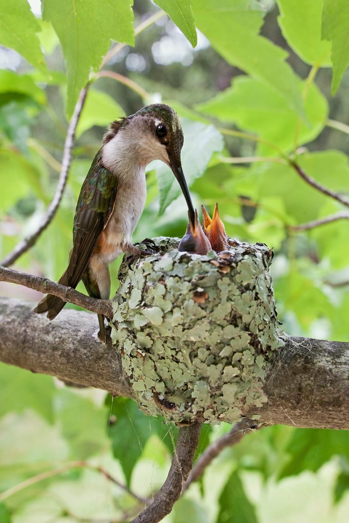 Ruby Throated Hummingbird#1557 Brt0742