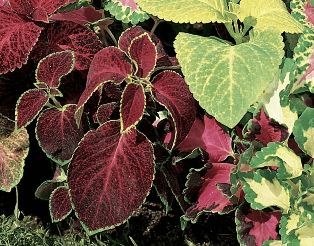 wizard mix coleus
