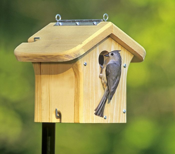 Titmousetnestboxd22868
