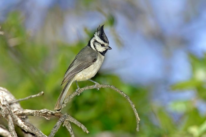 Titmousebridleddkq7s2858