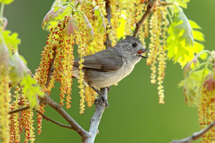 Titmouseoakcdmasl4144k