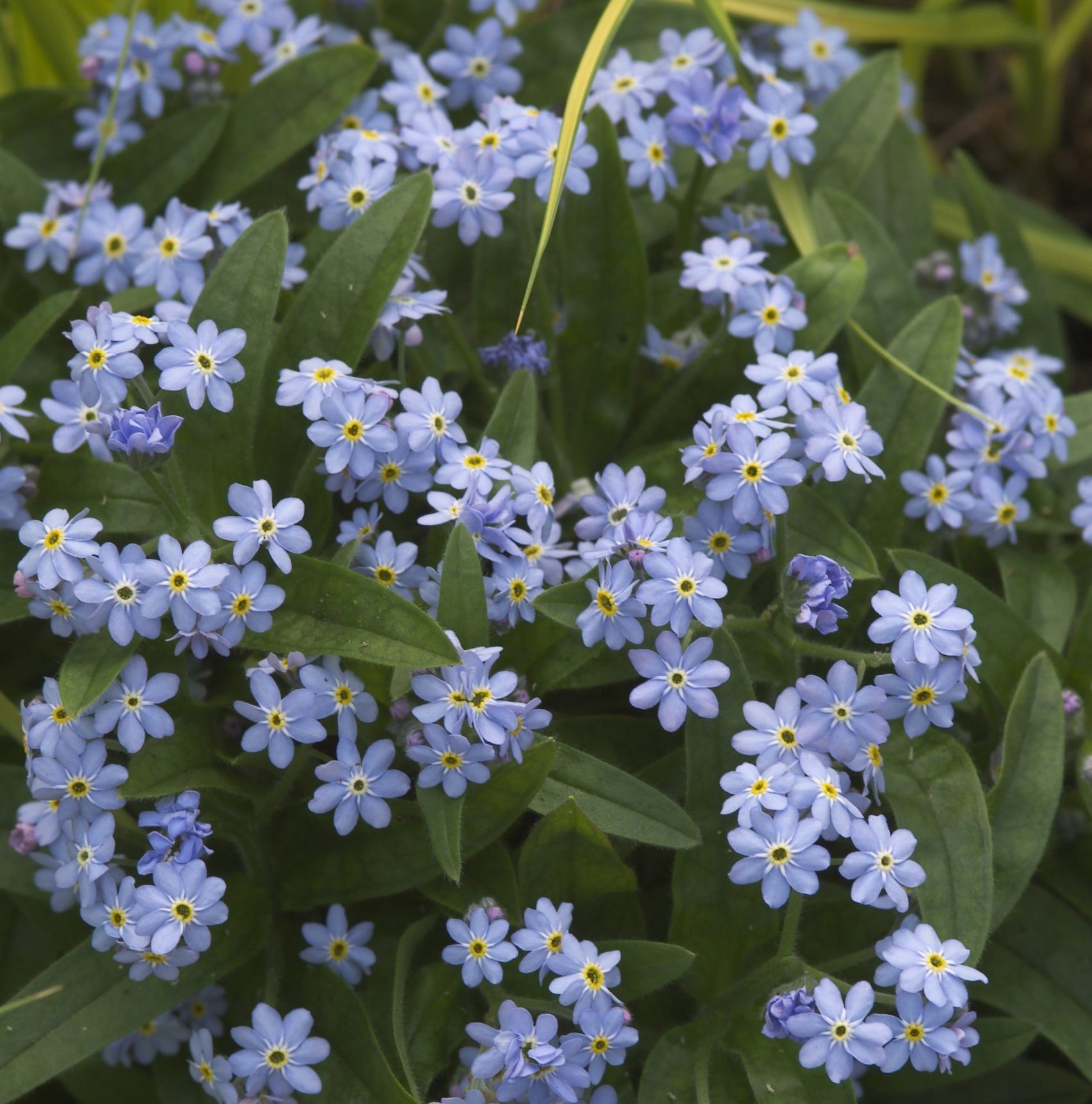 Wghi7159myosotis