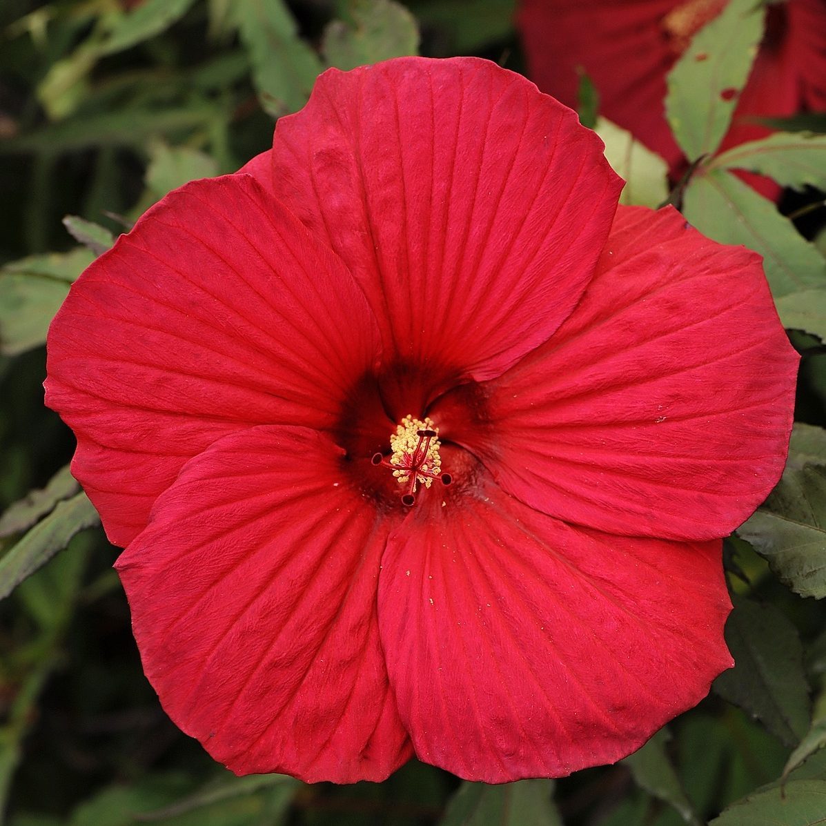 Wghi7607hibiscus