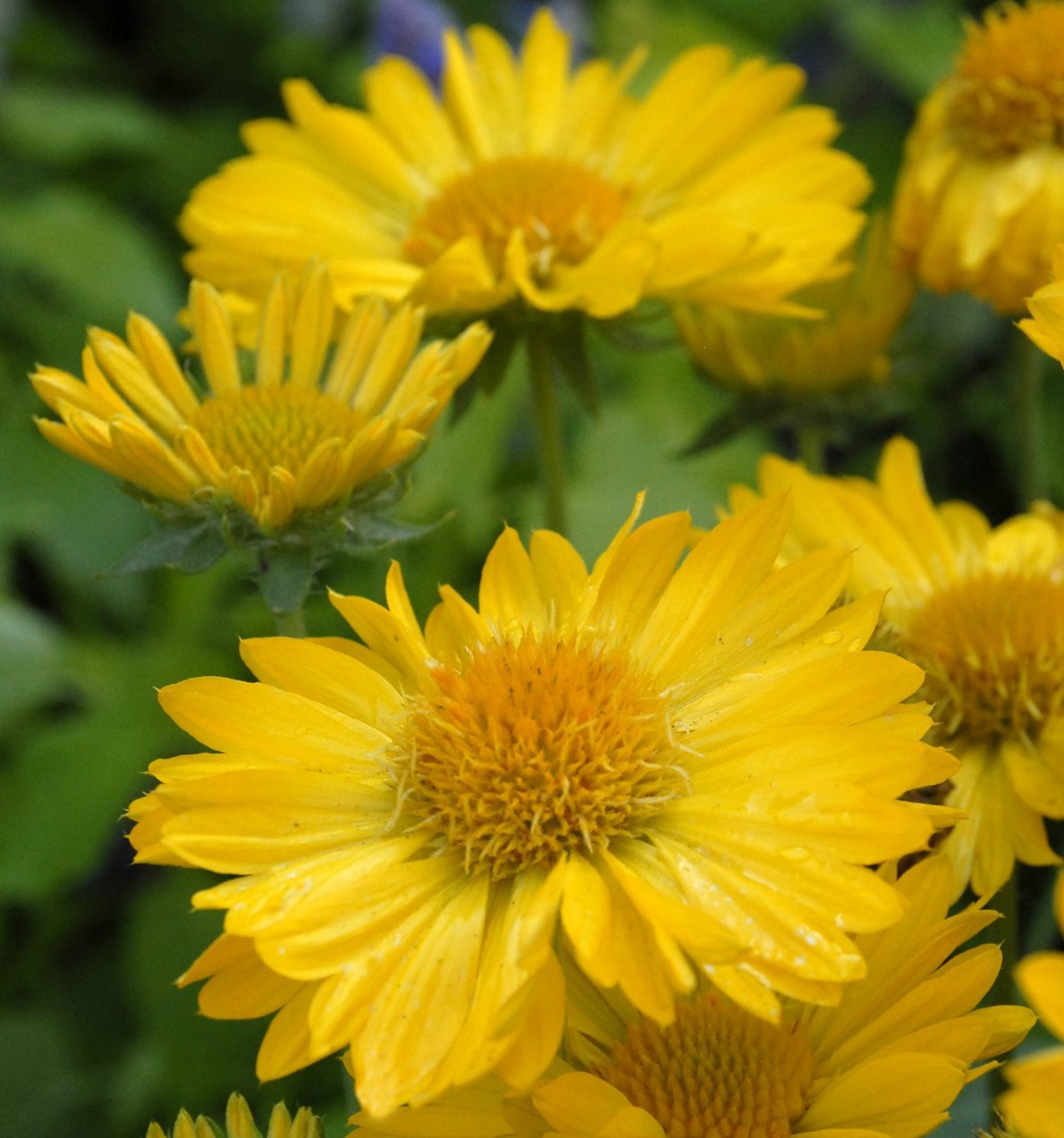 Wg Gaillardia