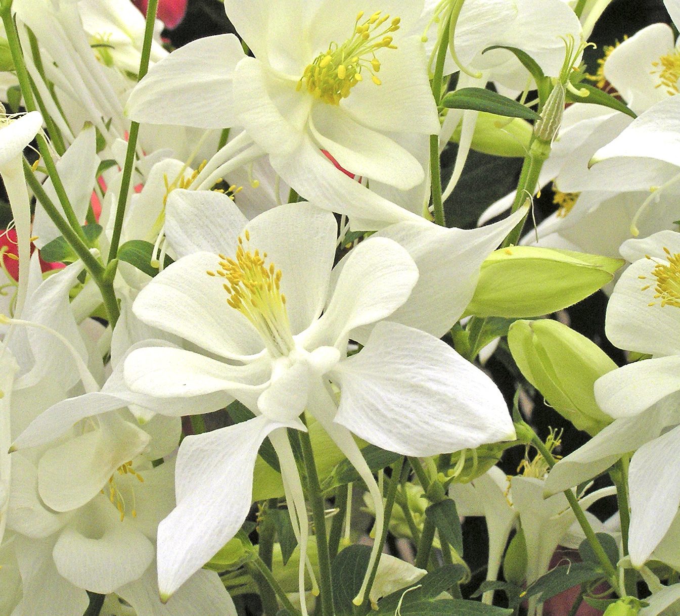 Dove columbine, flower color meanings