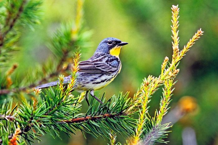 Kirtland's warbler in jack pine tree