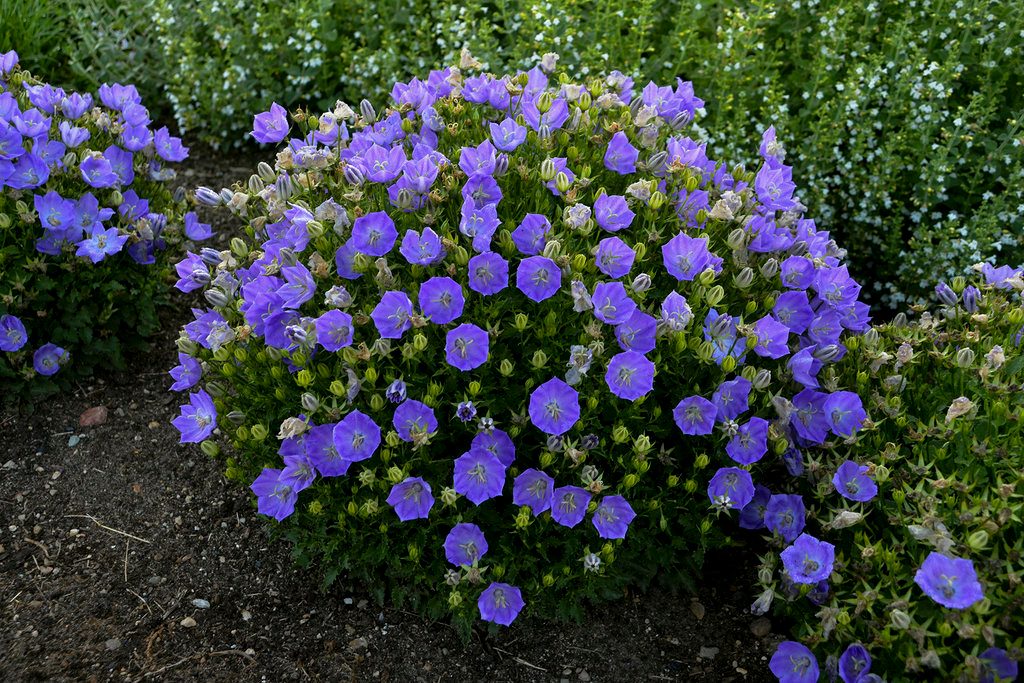 Campanula Rapido Blue Apj17 3