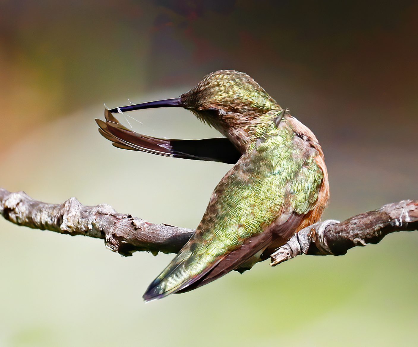 hummingbird spiderweb