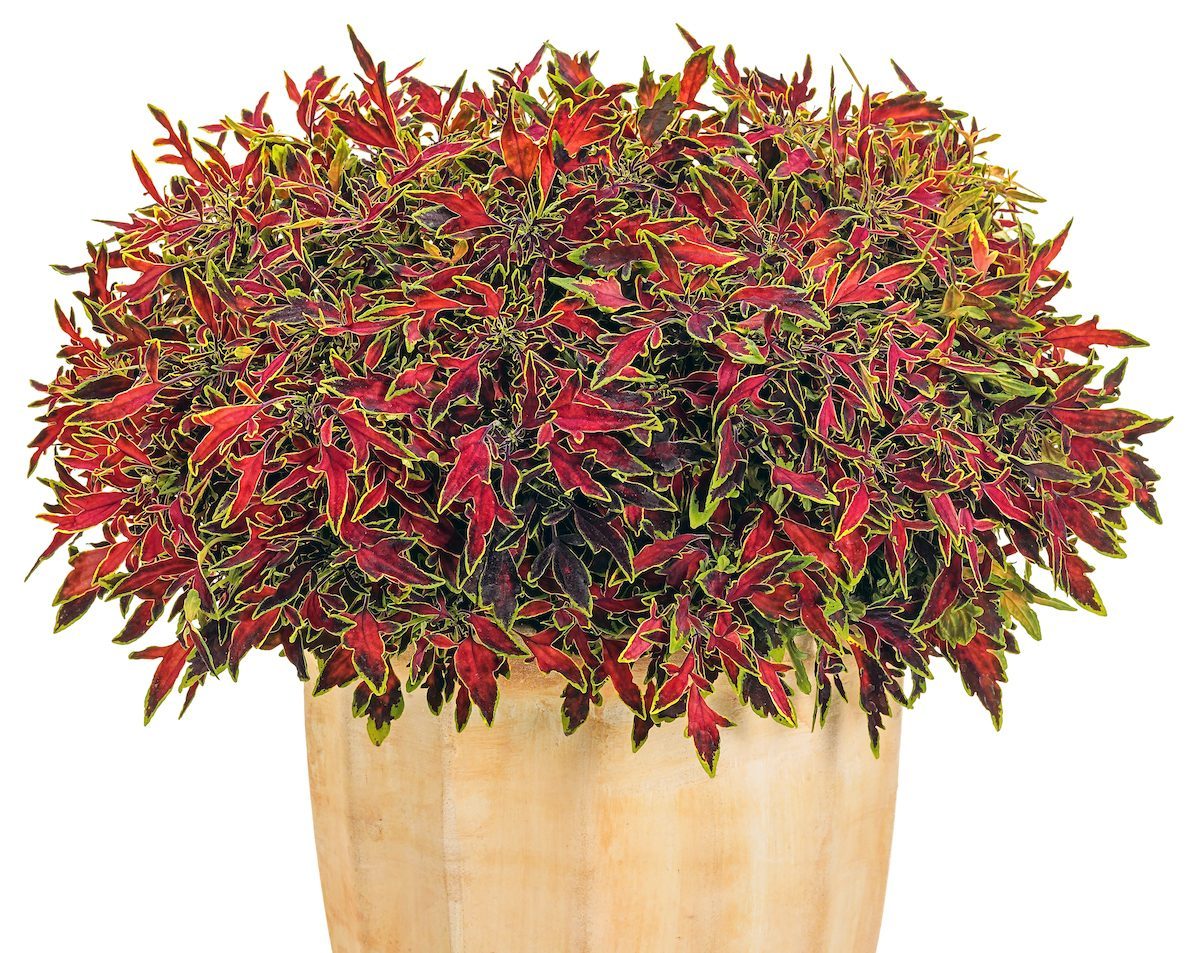 Plectranthus Colorblaze Mini Me Watermelon Mono