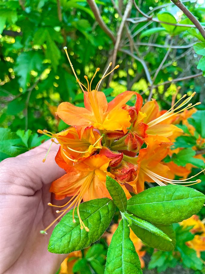 12 Bbam23 Juliewolfe1 orange azalea