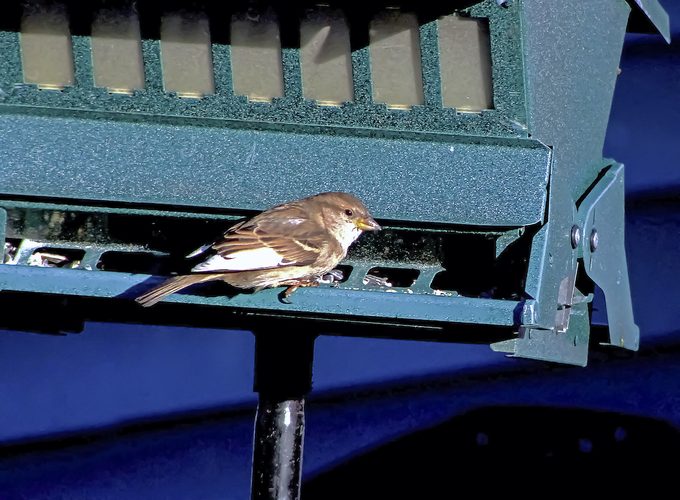 A leucistic female house sparrow