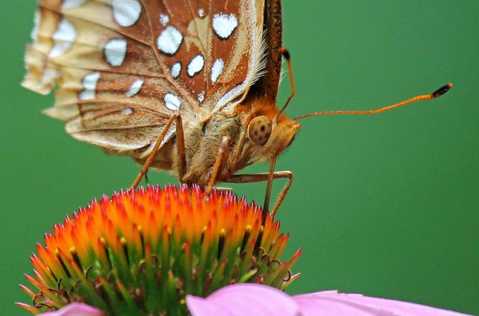 great spangled fritillary