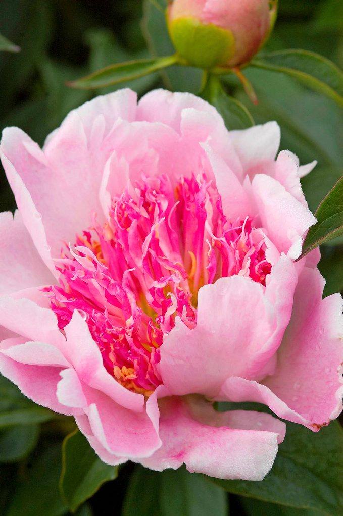 236210 Peonydotellpink