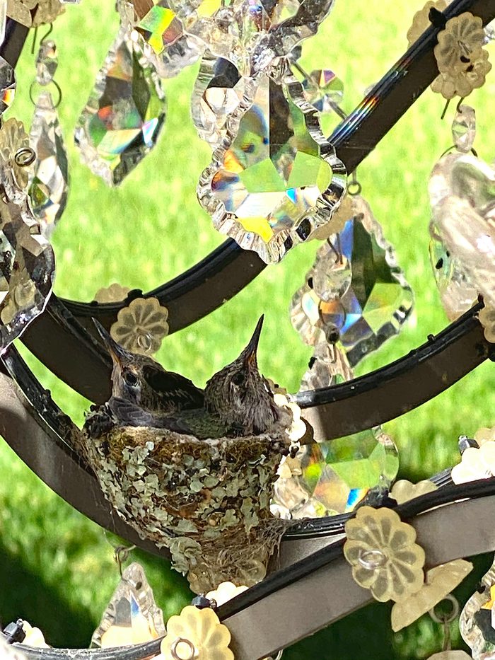 248079222 1 Lisa Ozkan Bnbhc20, bird nest pictures