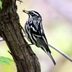 How to Identify a Black-and-White Warbler