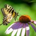 Top 10 Swallowtail Host Plants and Flowers to Grow