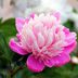 14 Pretty Pictures of Peonies in Full Bloom
