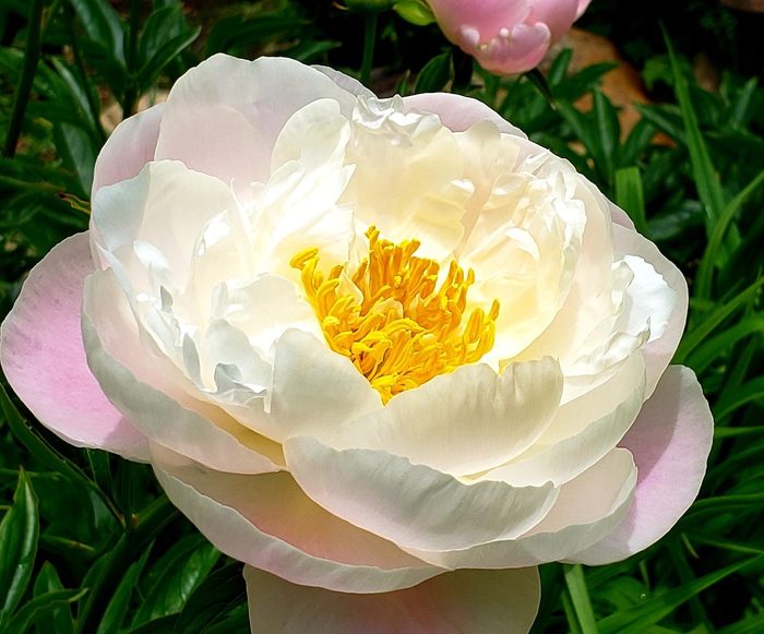 Spring On Shelter Island Is Amazing. This Peonies Which So Amazing This
