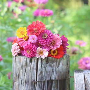 zinnia flowers