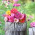 Plant Zinnia Flowers for a Rainbow of Color