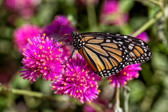 gomphrena or globe amaranth and monarch butterfly