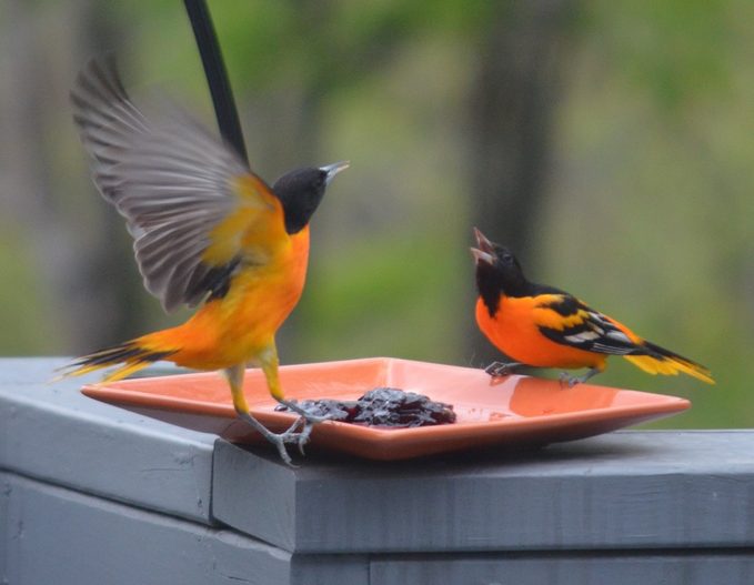 what birds eat jelly