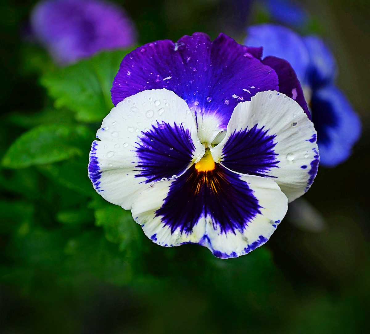pansy flower