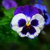 Grow Garden Pansy Flowers for Early Blooms