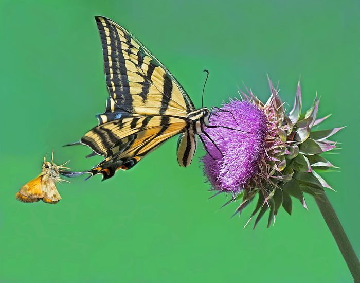 funny butterfly