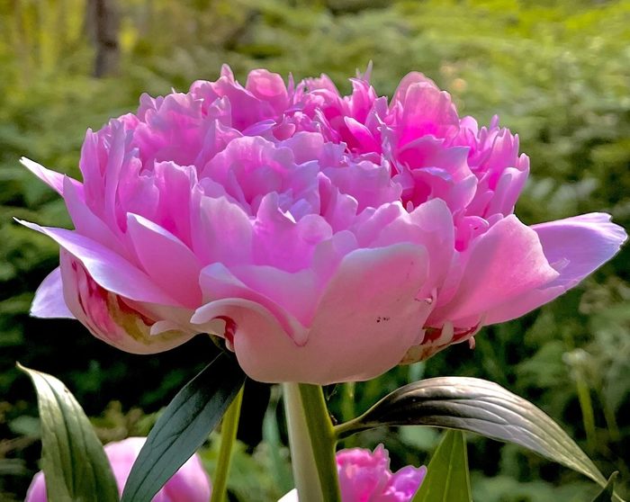 peony good luck plants