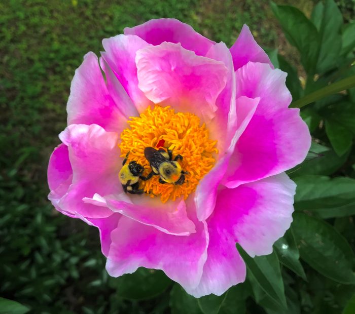 276096905 1 Gordon Jenkins Bnb Bypc 2021, pictures of peonies