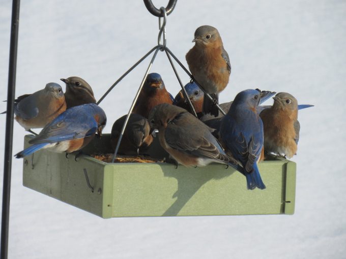 where do birds go when it rains