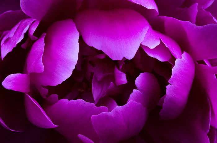 278146909 1 Stephan Barrett Bnb Bypc 2021, pictures of peonies
