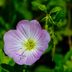 6 Fascinating Primrose Flower Facts