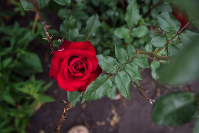 roses that change color