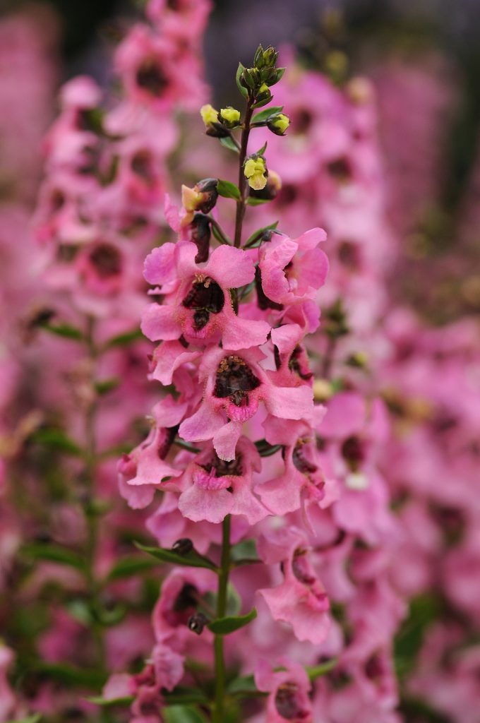 Angelonia Serenitapink Closeup Reduced2