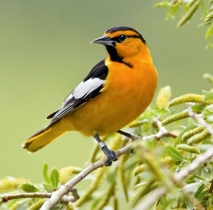 Bullock's Oriole Perching In Willow Tree Vertical