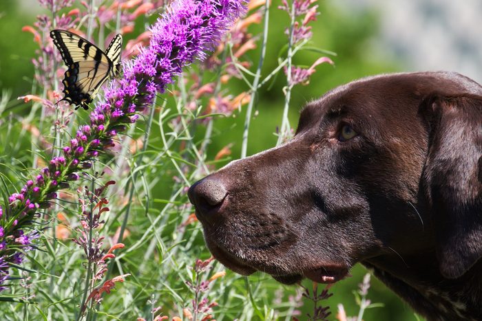 Opie And Tiger Swallowtail Butterfly