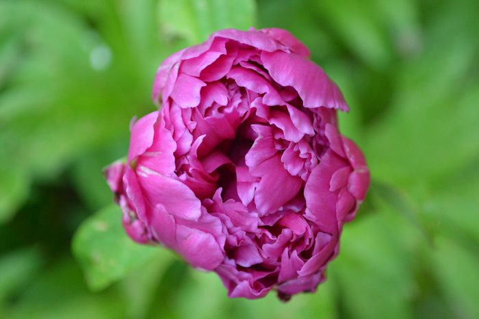 Bnbbyc17 Lou Sheldon, pictures of peonies